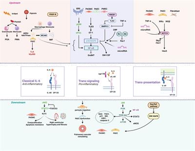 Interleukin-6 and pulmonary hypertension: from physiopathology to therapy